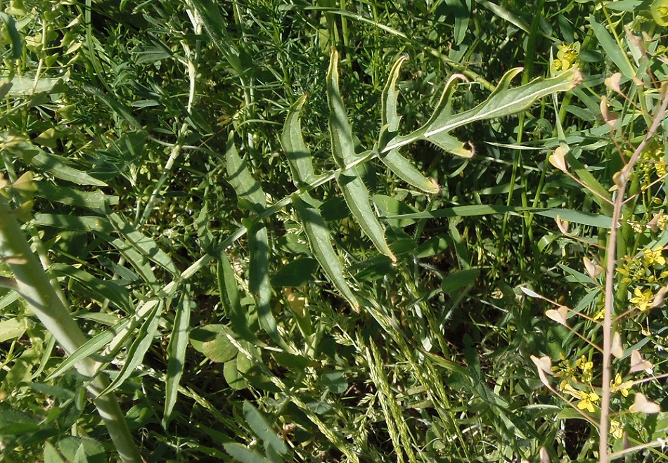 Image of Sisymbrium altissimum specimen.