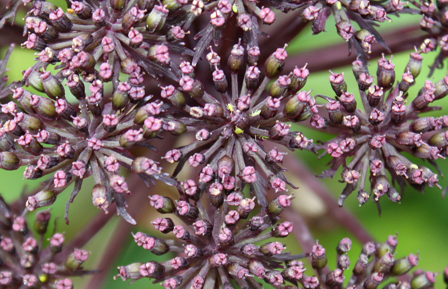 Изображение особи Angelica gigas.