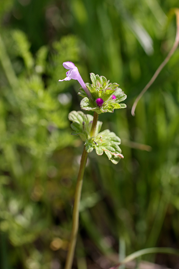 Image of Lamium amplexicaule specimen.