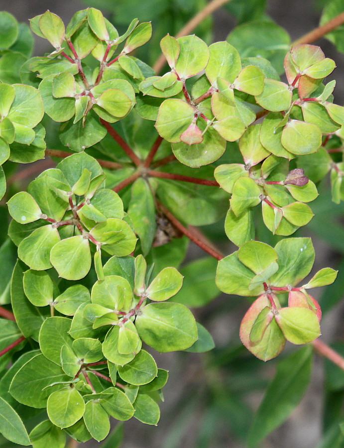 Изображение особи Euphorbia palustris.