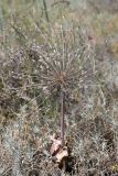Allium protensum. Цветущее растение. Южный Казахстан, восточная граница пустыни Кызылкум. 04.05.2013.