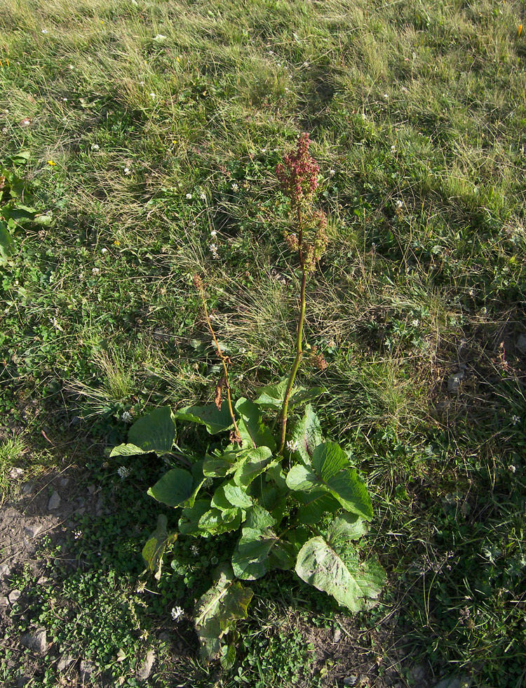 Image of Rumex alpinus specimen.