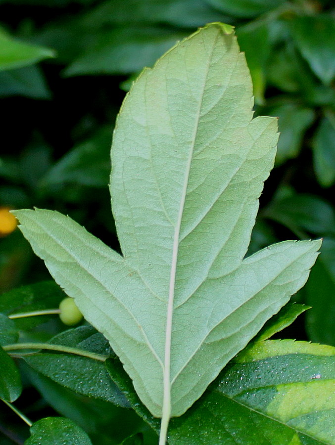 Image of genus Malus specimen.