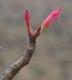 Adenium obesum подвид socotranum. Верхушка ветви с бутонами. Сокотра, плато Хомхи. 29.12.2013.