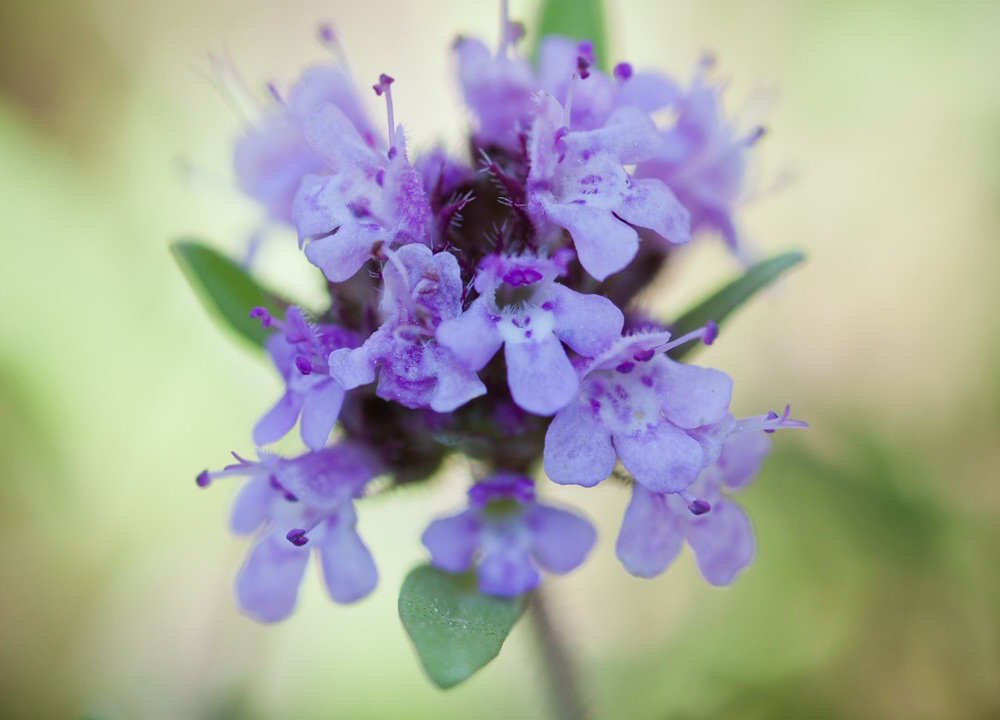 Image of genus Thymus specimen.