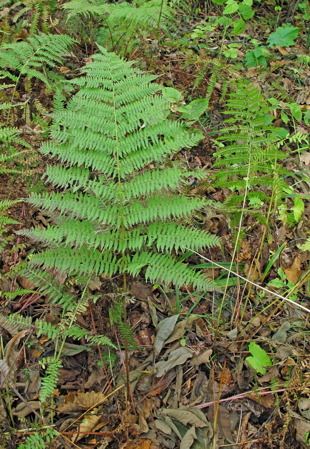 Изображение особи Athyrium monomachii.