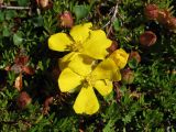 Hibbertia procumbens