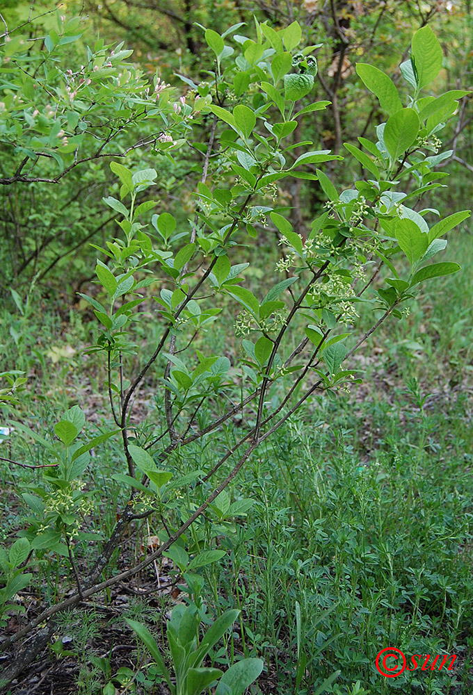 Image of Euonymus europaeus specimen.