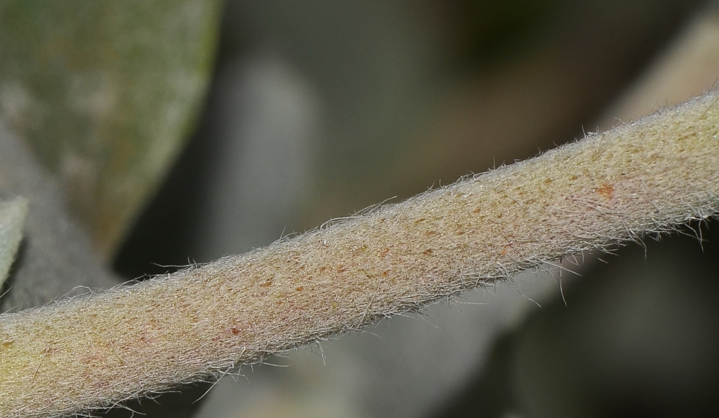 Image of Trichodesma boissieri specimen.