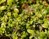 Buxus microphylla. Ветви с невызревшими плодами. Германия, г. Дюссельдорф, Ботанический сад университета. 04.05.2014.