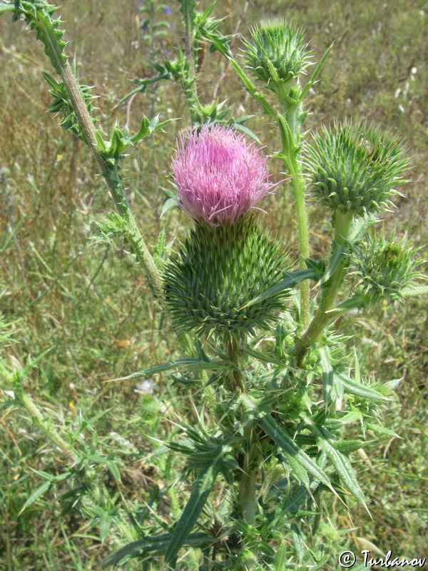 Image of Cirsium vulgare specimen.