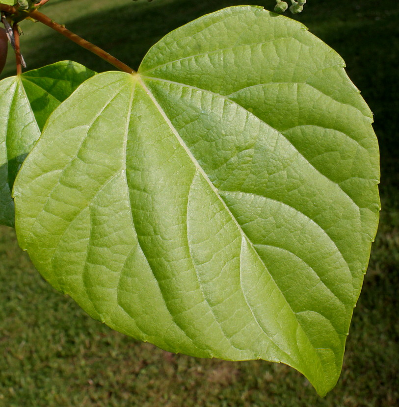 Image of Idesia polycarpa specimen.