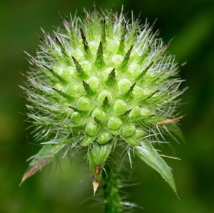 Image of Dipsacus pilosus specimen.