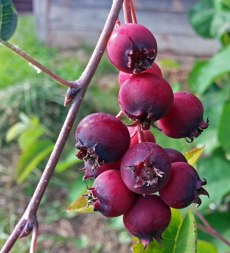 Изображение особи Amelanchier spicata.