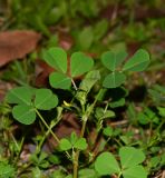 Medicago polymorpha