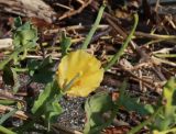 View full-size image Glaucium flavum