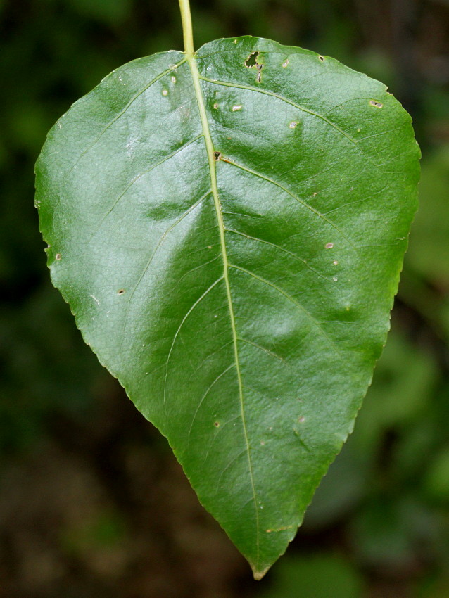 Image of genus Populus specimen.