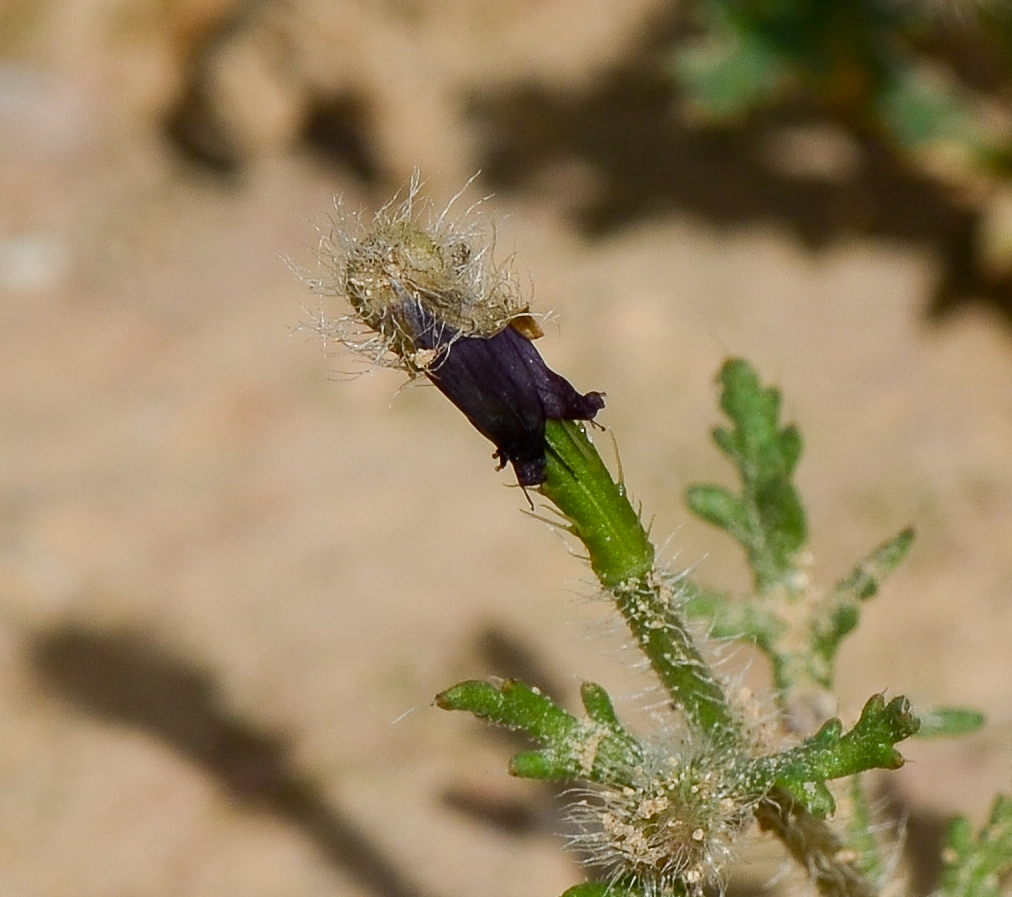 Image of Roemeria hybrida specimen.