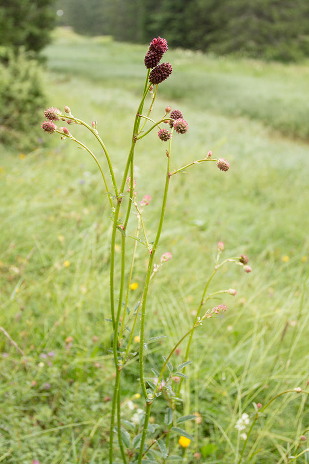 Image of Sanguisorba officinalis specimen.