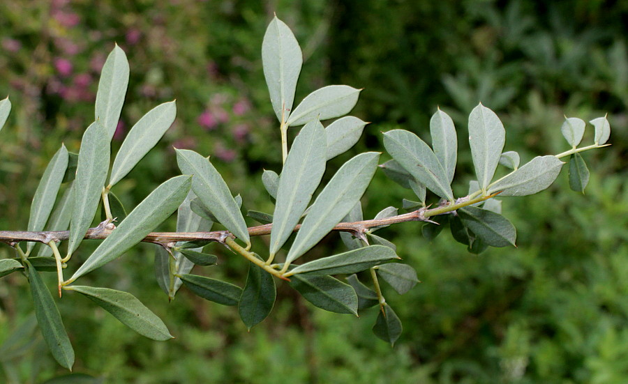 Image of Halimodendron halodendron specimen.