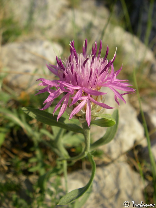 Image of Centaurea vankovii specimen.