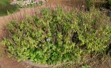 Teucrium hircanicum. Отцветающие и плодоносящие растения ('Paradise Delight'). Германия, г. Крефельд, Ботанический сад. 06.09.2014.