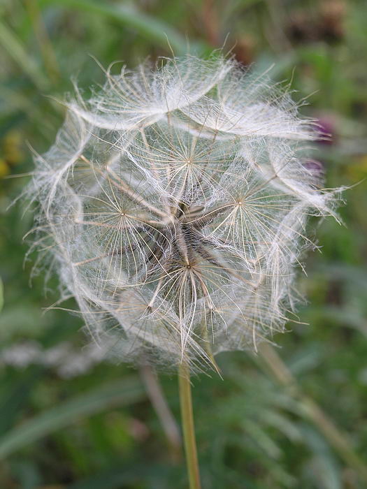 Image of Tragopogon pratensis specimen.