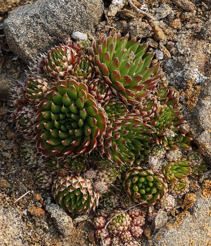 Изображение особи Orostachys spinosa.