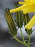 Youngia tenuifolia subspecies altaica. Нераскрывшиеся соцветия-корзинки. Видны листочки обёртки с рассеянными очень мелкими волосками и рожковидными выростами на верхушке. Алтай, щебнистая терраса в верхнем течении р. Катунь. 25.08.2009.