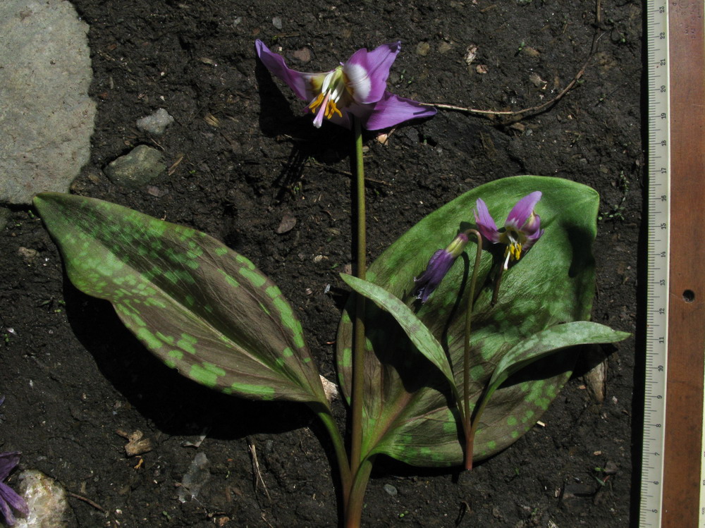 Изображение особи Erythronium sajanense.