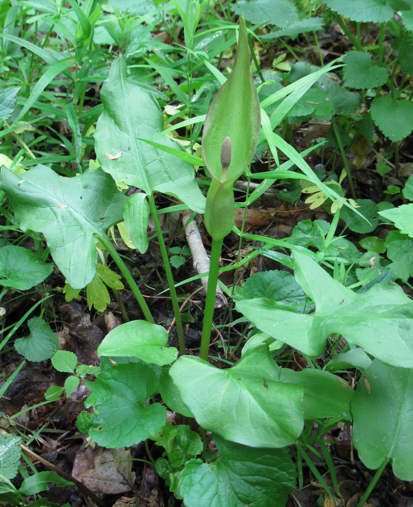 Image of Arum besserianum specimen.