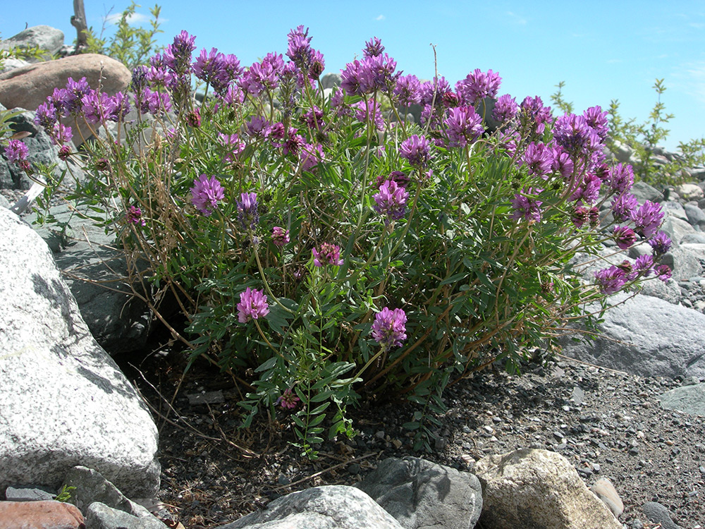 Изображение особи Astragalus rytyensis.