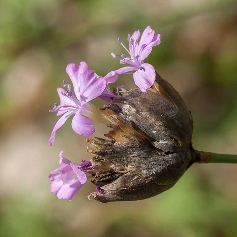 Image of Petrorhagia obcordata specimen.