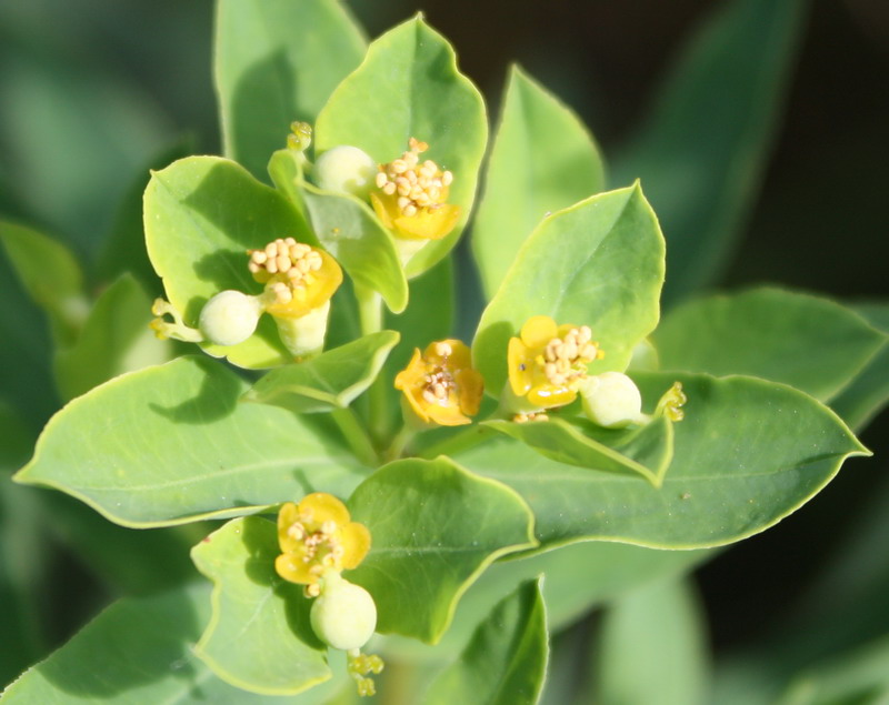 Image of Euphorbia semivillosa specimen.