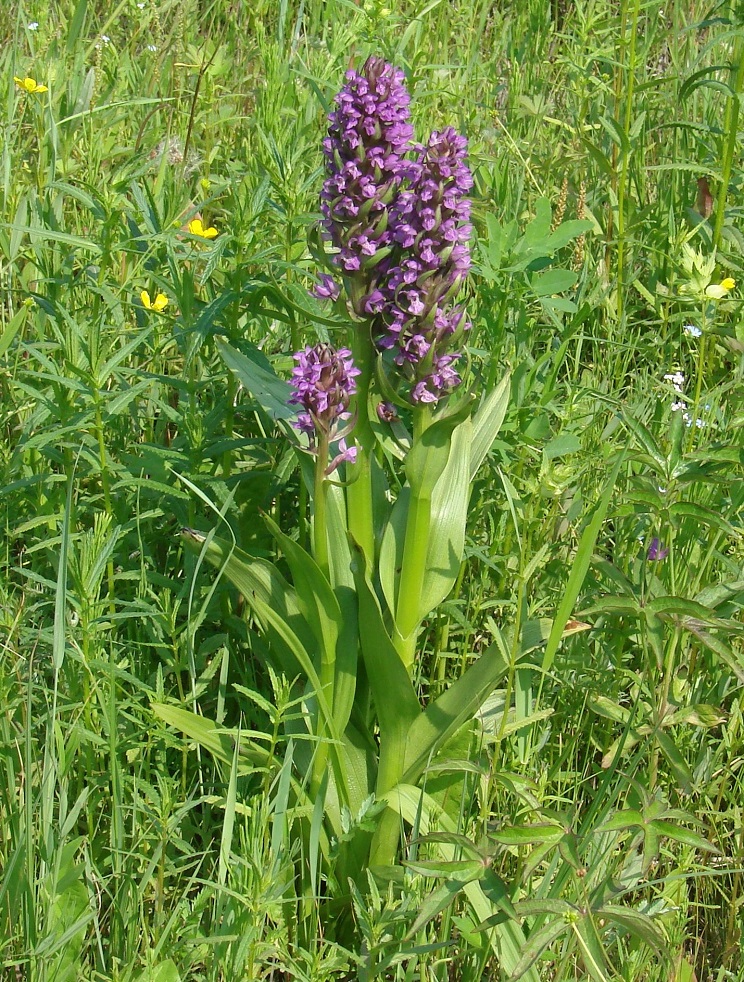 Image of Dactylorhiza incarnata specimen.