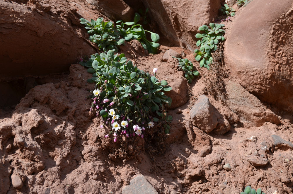 Image of Crepis lactea specimen.