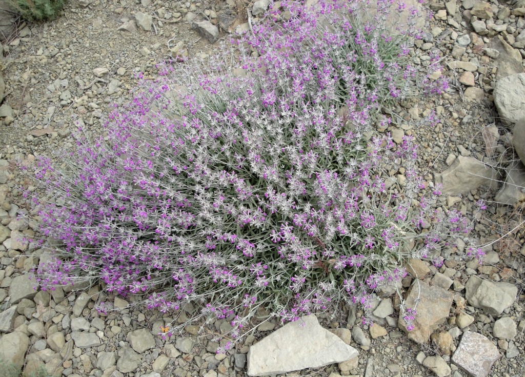 Изображение особи Stachys turcomanica.