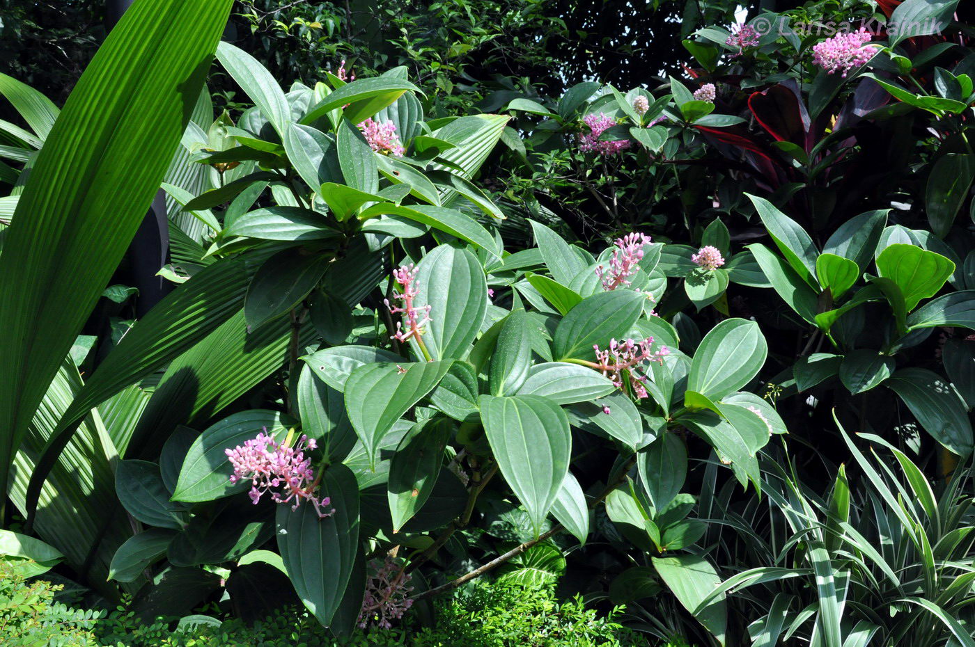 Image of Medinilla cummingii specimen.