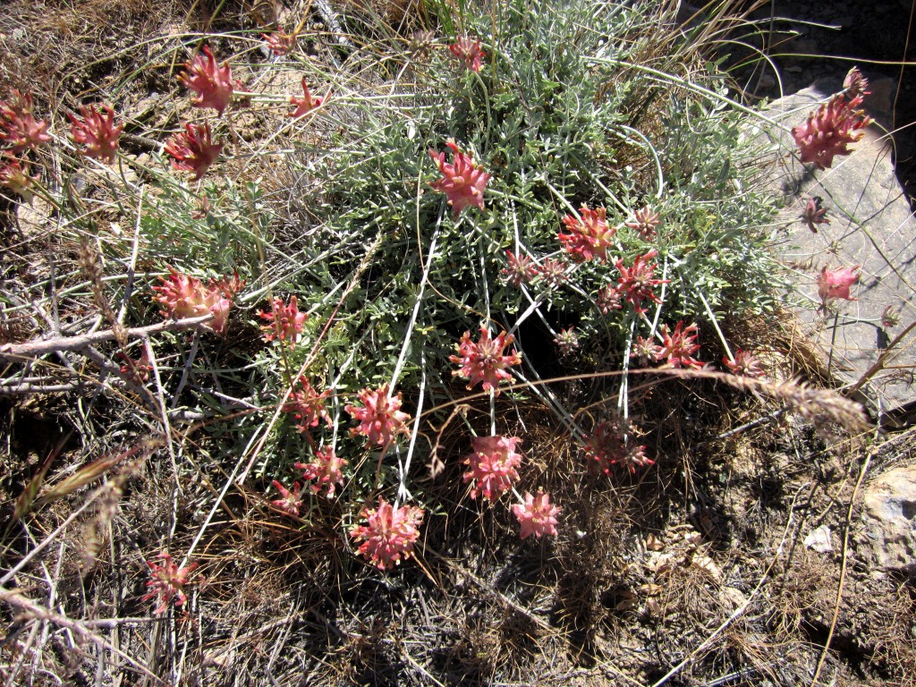 Изображение особи Astragalus subschachimardanus.