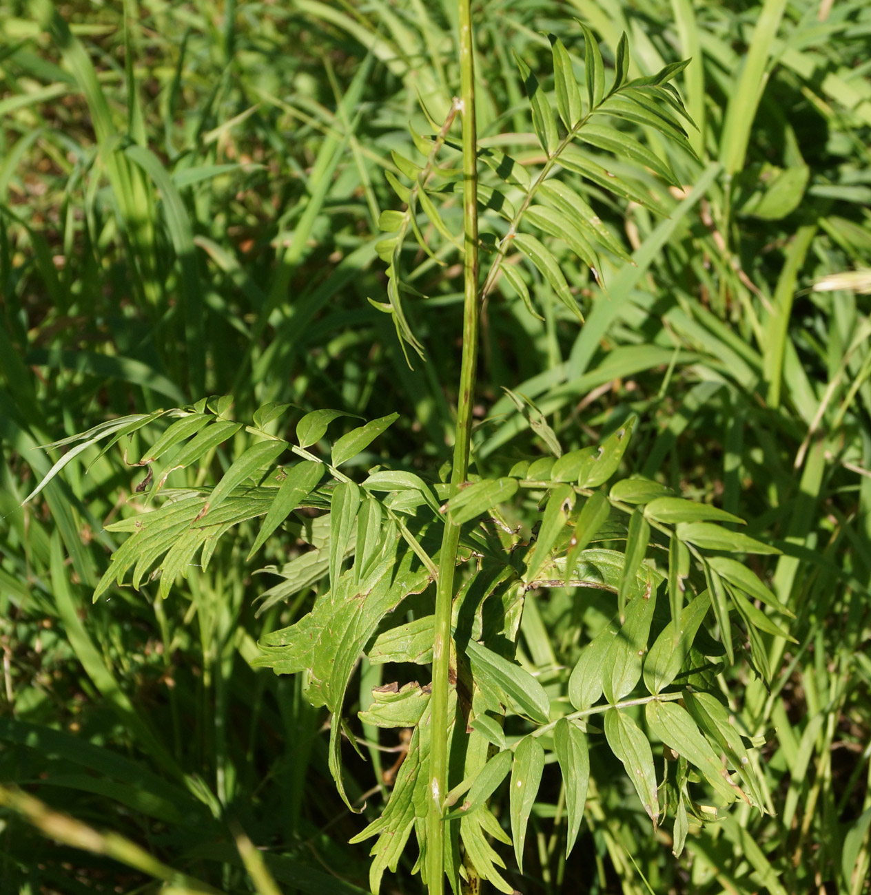 Image of Polemonium caeruleum specimen.