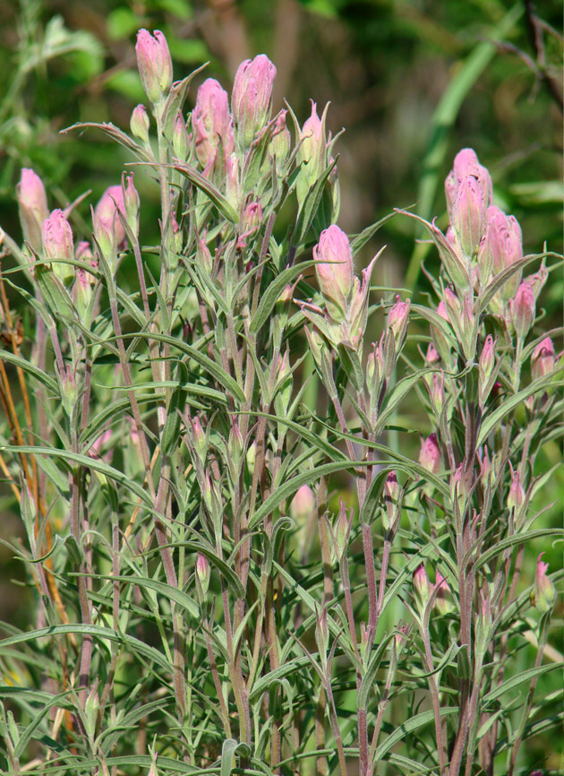 Image of Castilleja rubra specimen.