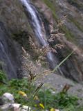 Calamagrostis pseudophragmites