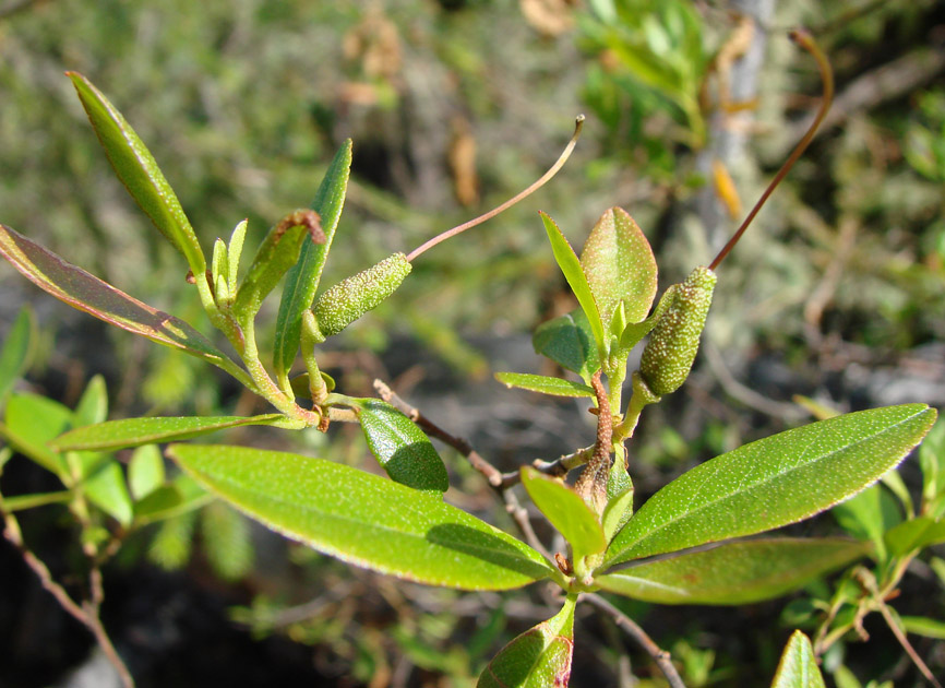 Image of Rhododendron dauricum specimen.