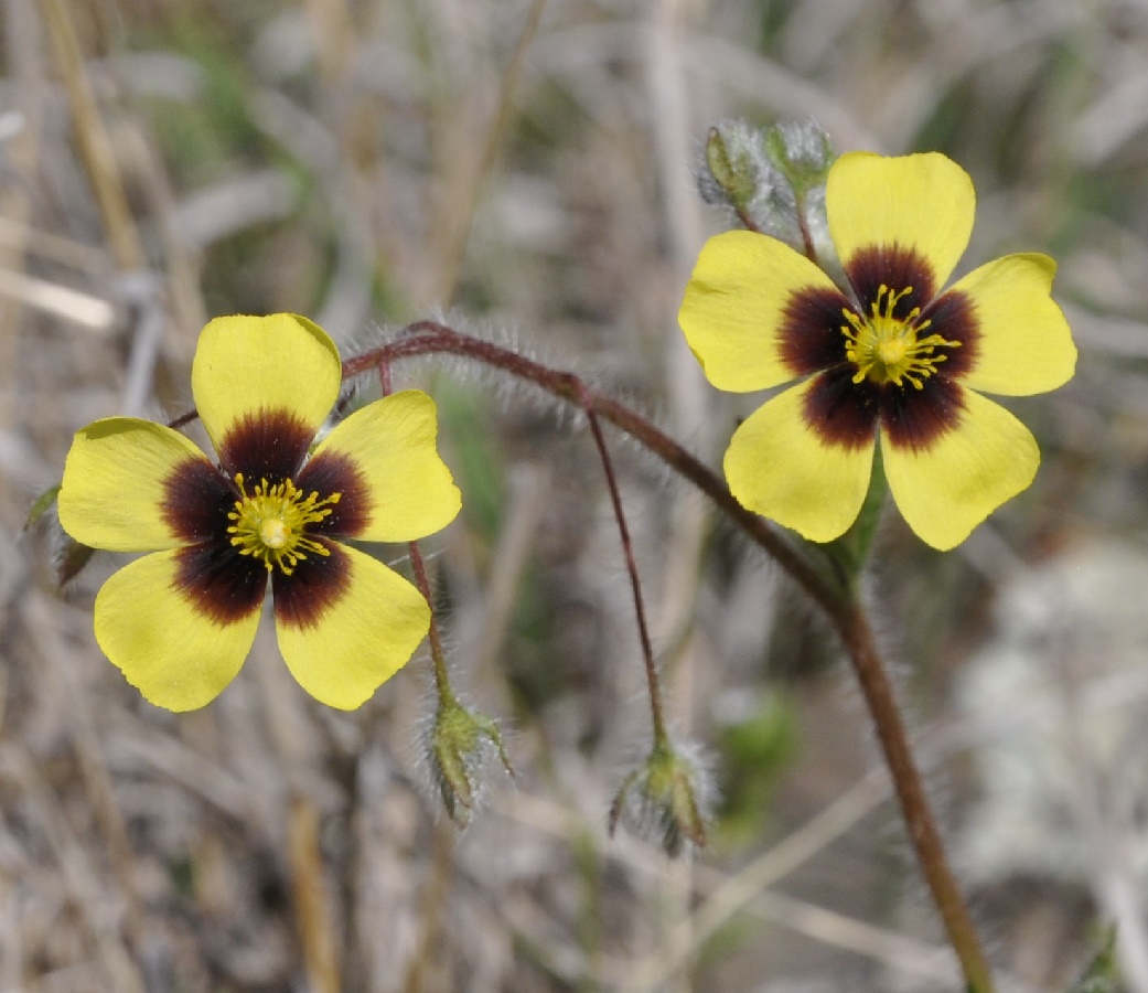 Image of Tuberaria guttata specimen.