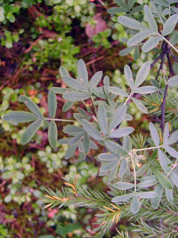 Image of Dasiphora fruticosa specimen.