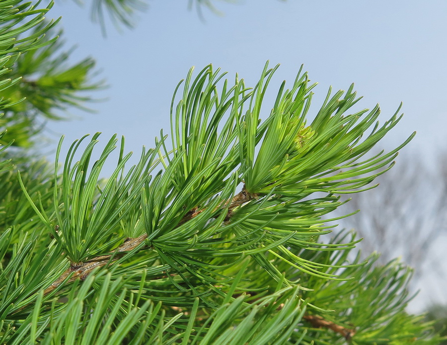 Image of Larix gmelinii specimen.