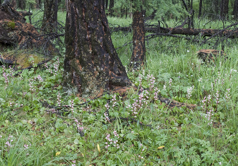 Image of Pyrola incarnata specimen.