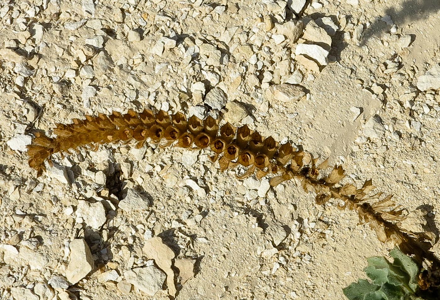 Image of Hyoscyamus desertorum  specimen.