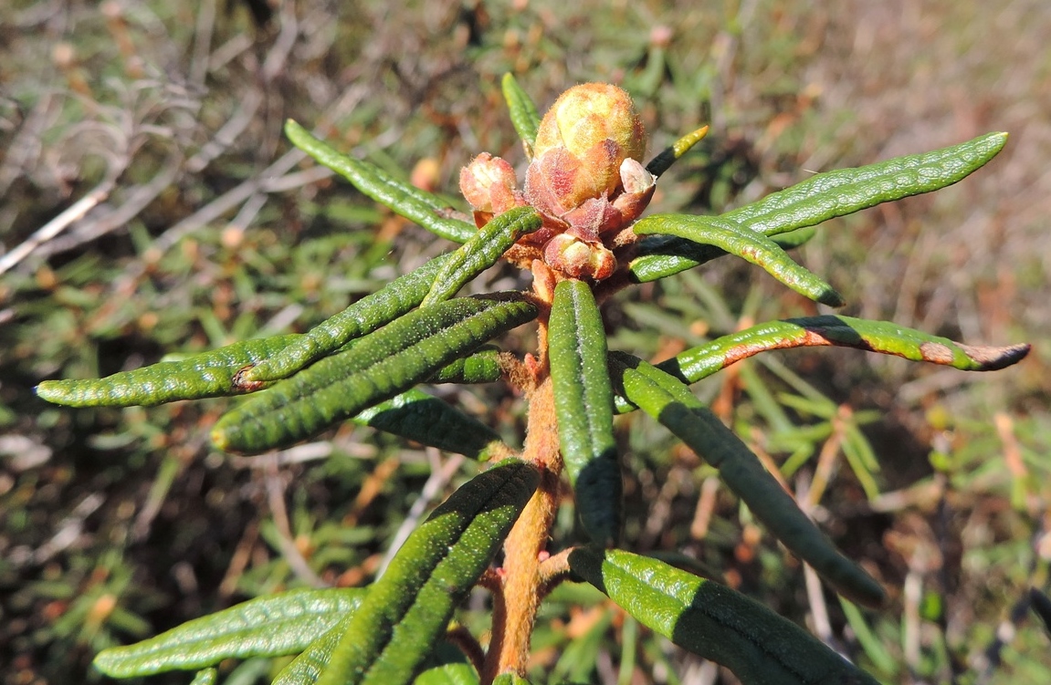 Image of Ledum palustre specimen.