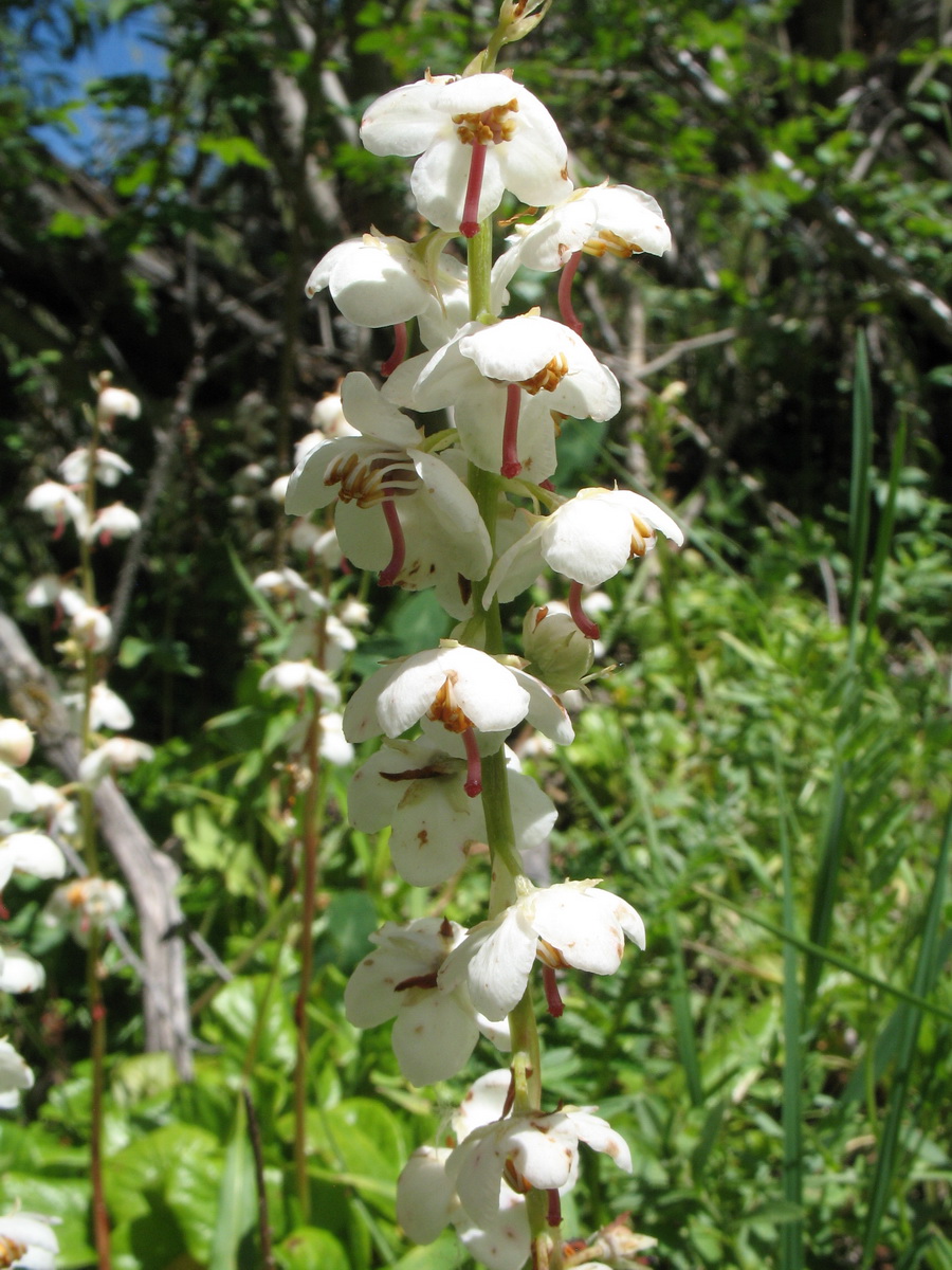 Изображение особи Pyrola rotundifolia.